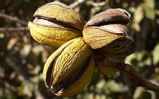 Pecans Contribute to Hearth Health