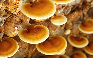 Reishi Mushroom Supplements to fight cancer