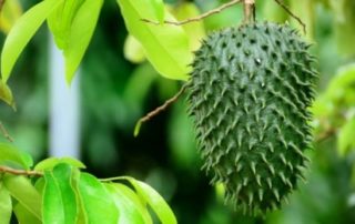 graviola contains dangerous neurotoxin that may fight cancer