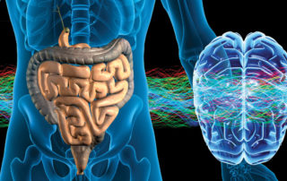 gut mind connection